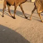 قعود فحل باتلي