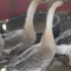 وز عراقي ( ذكور )