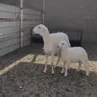 رخل حريه متبع بطلي
