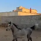 السلام عليكم ورحمة الله وبركاته حصان شعبي للبيع معسوف