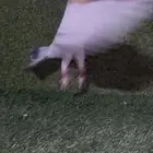 فحل حمام للبيع مااعرف نوعه