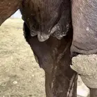 ناقتين مجاهيم امهات حليب