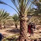 النخيل الفخر