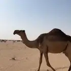 صفراء كفو عشراء