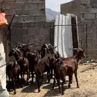 غنم دهم. معزا دهم