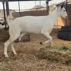 معزا بيشبه سنه سديس
