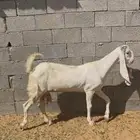 عنز هولندية بيضاء