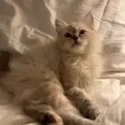 قطوه انثى للبيع هملايا