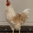 ديك لوهمان براون بيور تم البيع