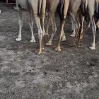 قعدان كفو زوجات