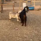 عنز ثنتين كل وحده تحتها 2