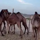 بكار سواحل