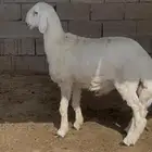 طلي