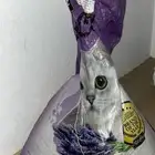 كيس تراب قطط 20 كجم