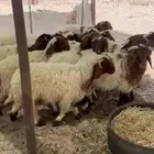 خرفان يضحي