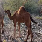 بكره ساحليه العمر 7 شهور علا حليب