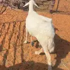 حريه دافع