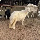 رخل عيسيه 3شهور