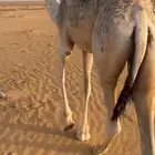 للبيع بكره و قعود السوم 4. والبيع قريب