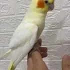كروان لاتينو