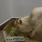 ماعز قزم بسعر 700 ريال