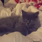 قطط للبيع الأم وبنتها