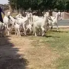 للبيع معزا مشاريك متاويم فاخره