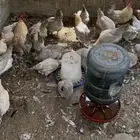 للبيع دجاج فيومي بياض العدد 27 حبه منهم ديكين تقريبا