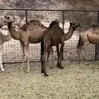 حشو