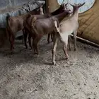 تيوس مرابي