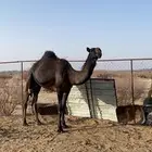 بكره للبيع كفووو لقحه على بعير منتج