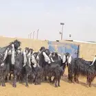 معزا عوارض صنف خلفات