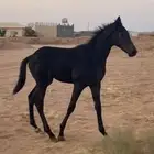 فرس تحتها مهر