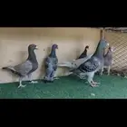 هومر