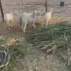 خرفان
