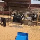 حفرات عوارض جذعات مقاني