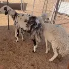 غنم حريات