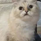 قطه أنثى هملايا للبيع تربيه منزل جميله جدا  ونظيفه