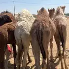 حشوان مناسبات ومبادي