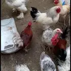 دجاج براهما كلومبي