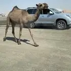 بكره صفرا كفو