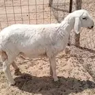 رخل حري