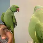 بغبغاء دره ذكر متكلم