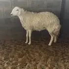 شاه حريه رباع حايل