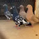 حمام باكستاني