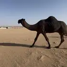فحل مجهم على جميع الشروط من سلالة وحيدان