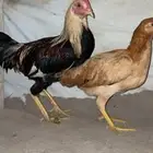 بيضة