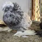 حمام بخاره