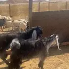 تيوس جذعان أعمار 9 شهور تمم البيع خارج الموقع