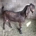 عنز هجين شامي على قبرصي